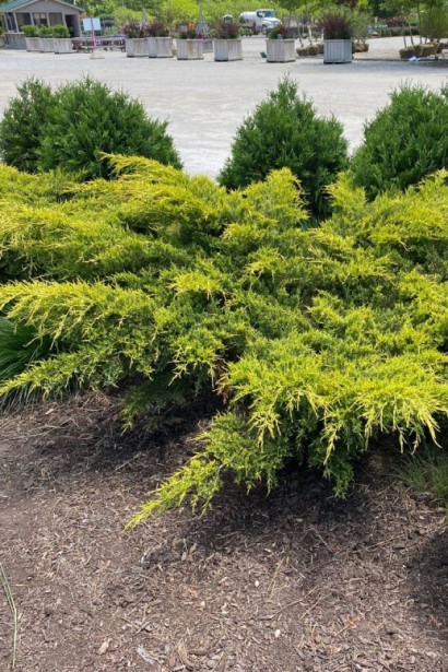 Можжевельник пфитцериана Голд Стар с раскидистыми золотистыми побегами